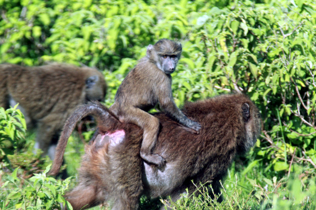 baboon