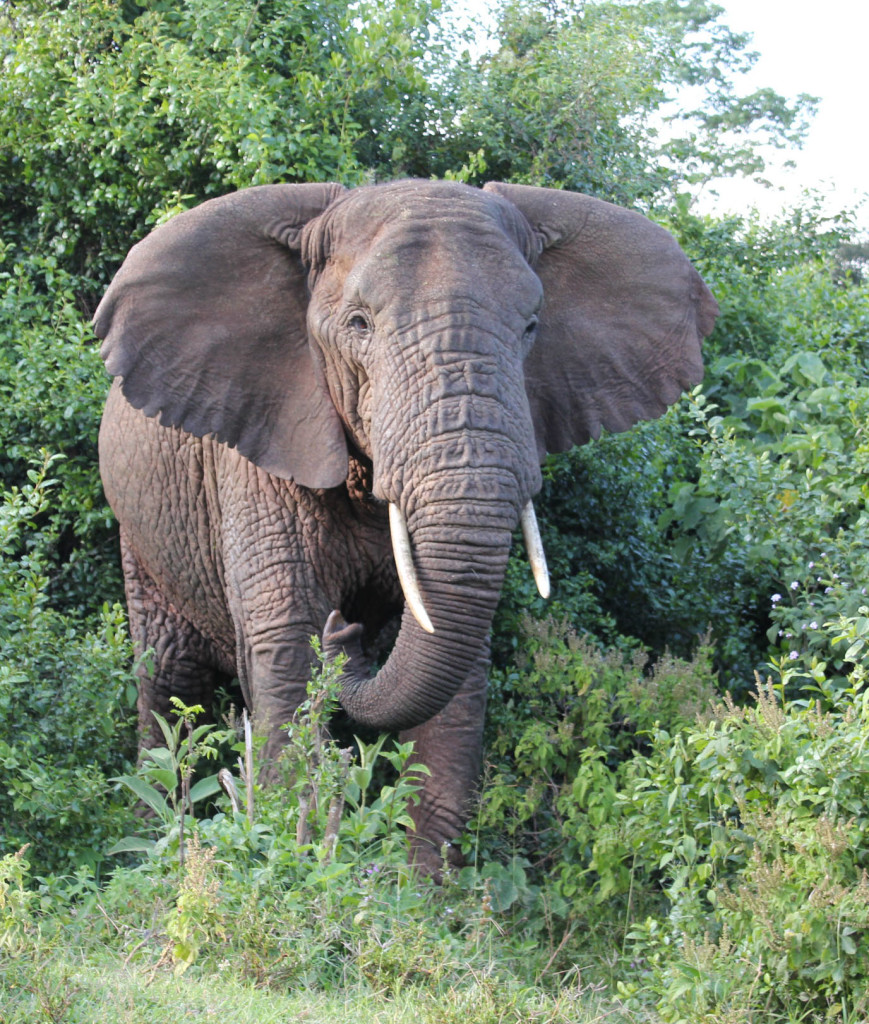 elephant