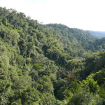 kk_forest