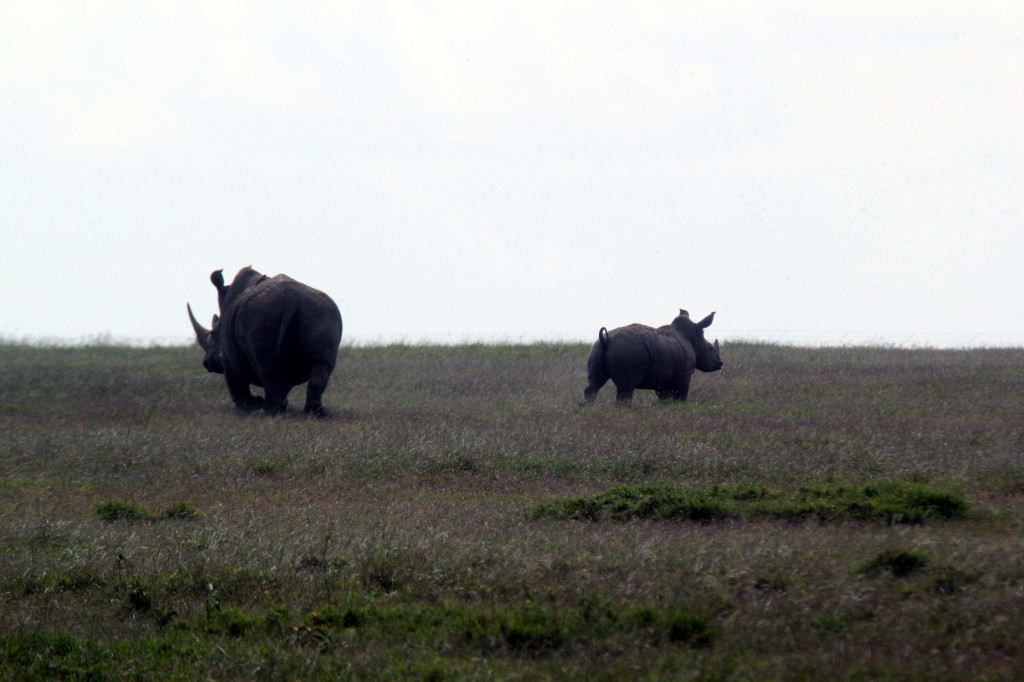 rhino